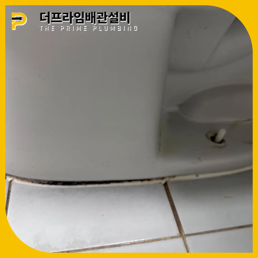 시멘트곰팡이